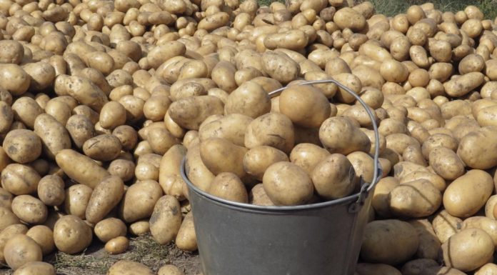 Какую картошку заказывают оптом для общественного питания и продажи