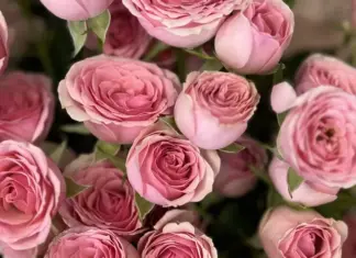 Коллекция букетов живых цветов: какие выбрать на праздник