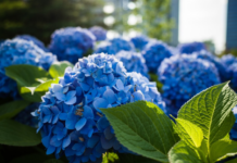 Гортензии: элегантность и шарм в каждом лепестке