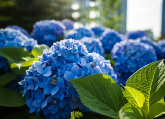 Гортензии: элегантность и шарм в каждом лепестке